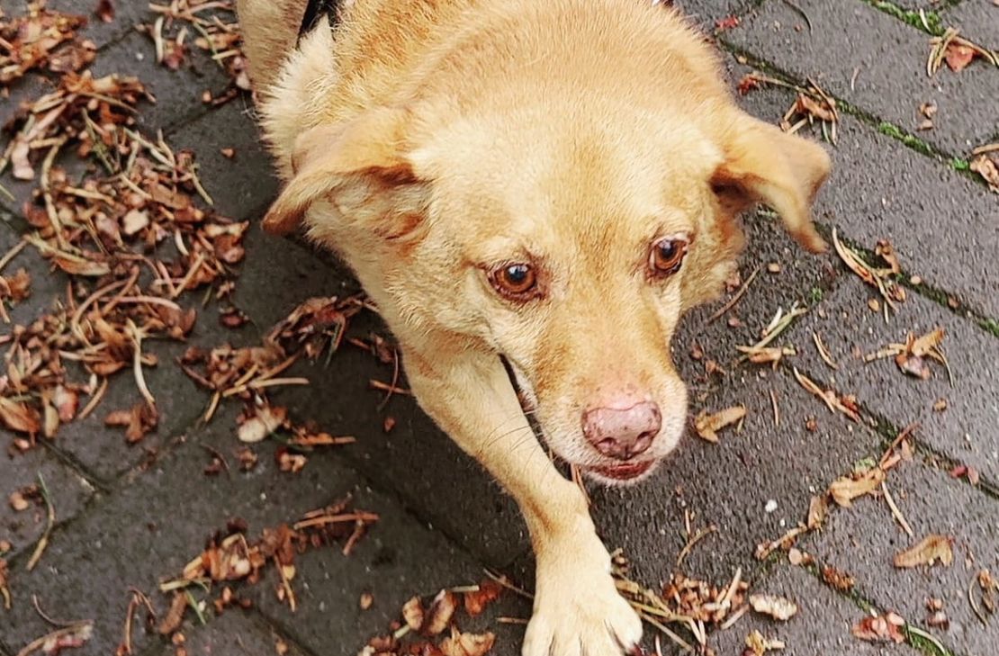 Hundesenior Monkey sucht ein neues Zuhause.