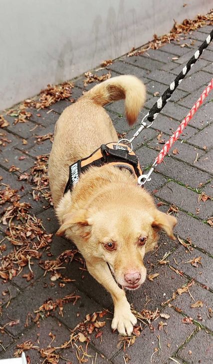 Hundesenior Monkey sucht ein neues Zuhause.