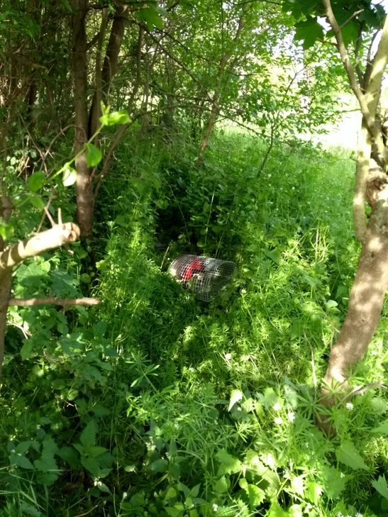 Auch Mülleimer wurden ins Gebäusch geworfen. Foto: Stadt Sinzig