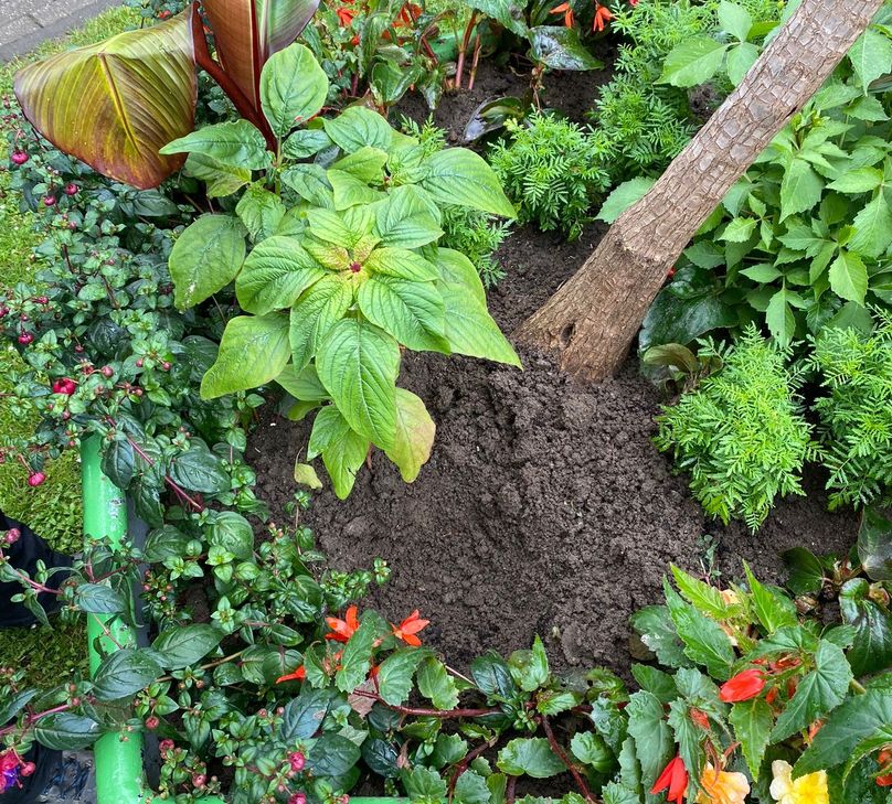 Fehlende Bananenpflanze in der Ome-Anlage.