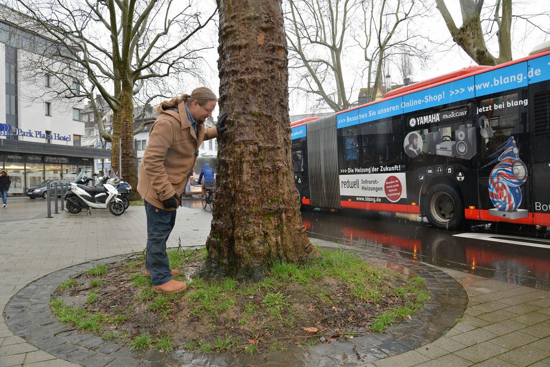 Christian Thesen, Sachgebietsleiter Stadtbäume, kontrolliert eine Platane am Nikolaus-Koch-Platz. Ein Extremstandort wie der Experte weiß, mit kleinen Baumscheiben, viel Verkehr, Streusalz und Wasser, das häufig in den Kanal abfließt statt dem Baum zugute zu kommen. Foto: Presseamt Trier