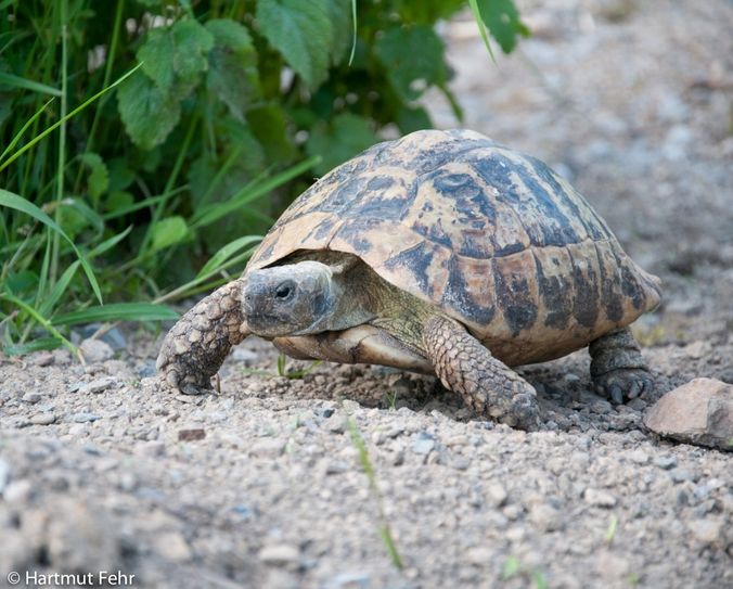 Landschildkröte Bombarella würde sich über ein artgerechtes Zuhause bei tierlieben Menschen freuen. Foto: Hartmut Fehr