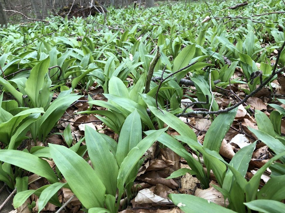 Derzeit wächst der Bärlauch in den Wäldern der Eifel. Leider werden die Bestände derzeit von gewerbsmäßigen Sammlern geschädigt. mn-Foto