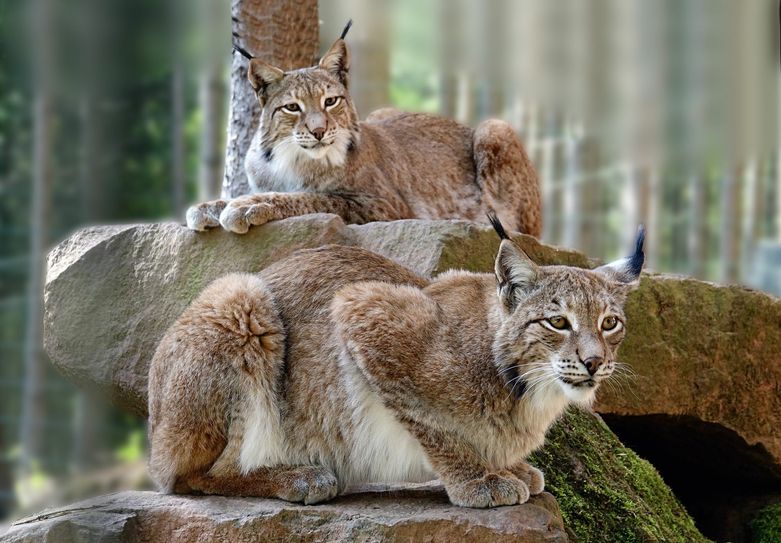 ... oder auf www.eifelpark.de