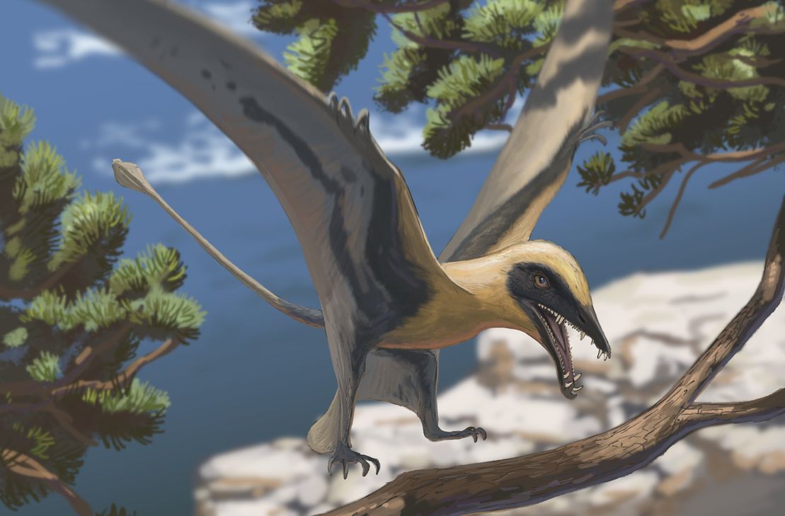 So könnte er etwa ausgesehen haben: Der fischfressende Flugsaurier Eudimorphodon.