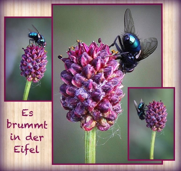 Es brummt in der Eifel