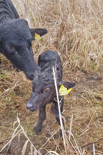 Das neugeborene Bullenkälbchen ist gesund und munter und jetzt das 16. Mitglied der Herde im Feuchtgebiet "Thürer Wiesen".