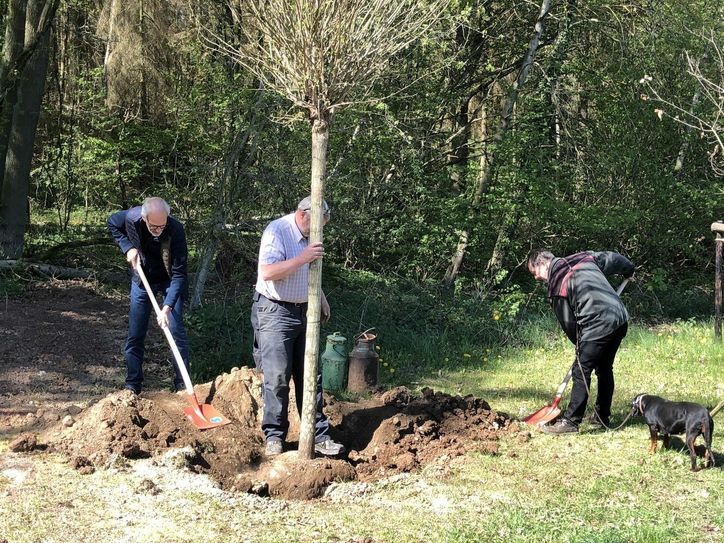 Dr. Josef Mangold (li.) und Ingo Esser (re.) zeigten vollen Einsatz beim Pflanzen der Robinie am Parkplatz des LVR-Freilichtmuseums Kommern. mn-Foto