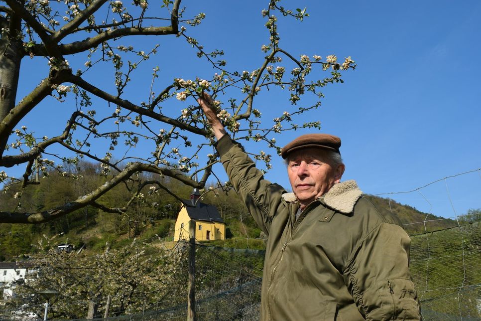 Der Frost hat den Apfelblüten an Helmut Krügers Bäumen zugesetzt. Mit einer Nachblüte rechnet der 81-Jährige aus Ahrbrück nicht und befürchtet eine schlechte Ernte. Foto: Scholl