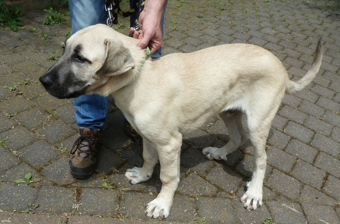 Der Kangalrüde Bruno sucht ein neues Zuhause. Foto: Tierheim Mechernich