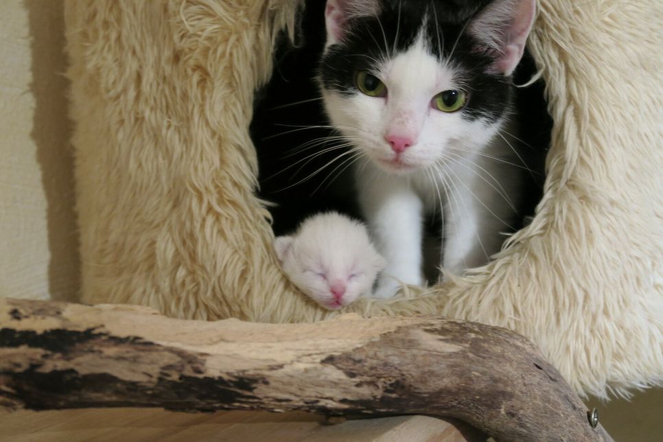 Aus verschiedenen Gründen ist es für manche Katzen wesentlich besser, wenn sie in einer Pflegestelle untergebracht werden. Foto: Tierheim Remagen