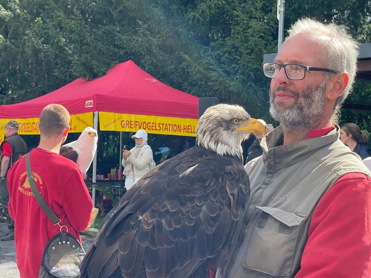 Die Greifvogelschau ist immer ein Highlight.