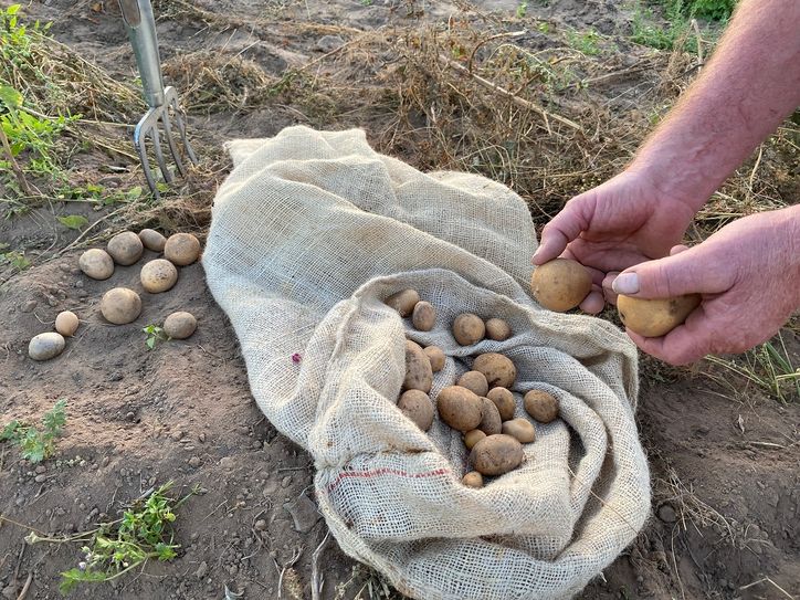 Kartoffelernte im Naturpark
