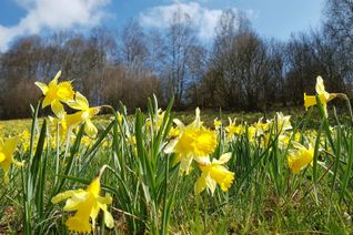 Ein Fest der Narzissenblüte lockt am Sonntag nach Höfen. Foto: Heike Becker