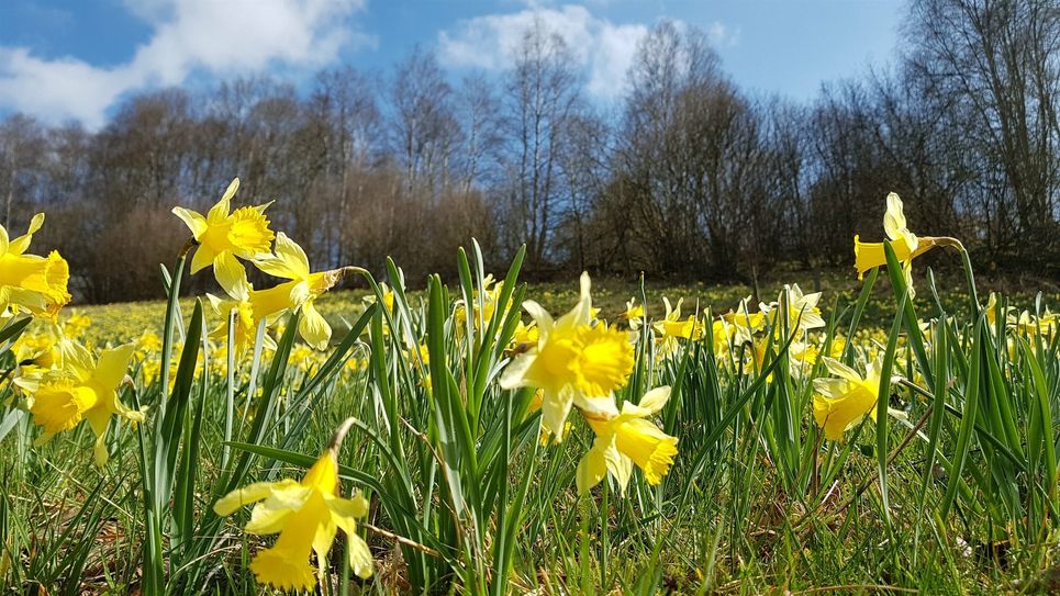 Ein Fest der Narzissenblüte lockt am Sonntag nach Höfen. Foto: Heike Becker
