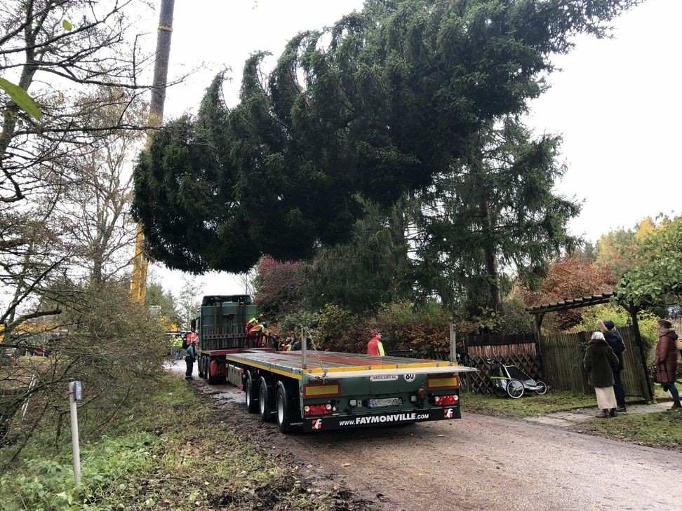Die 24,5 Meter lange Eifeler Rotfichte wurde auf den Transporter verladen und dann nach Köln gefahren, wo sie im Schatten des Doms als mächtiger Weihnachtsbaum dient. mn-Fotos