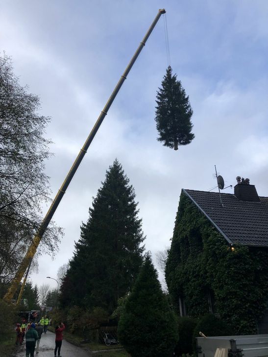Über das Haus von Roswitha Blum-Poensgen schwebte der Baum, den ein mächtiger Kran an den Haken genommen hatte.