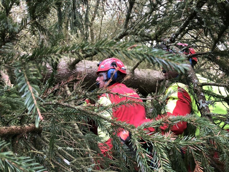 Die Männer vom Baumdienst des Alfons Steidl aus Engelgau leisteten ganze Arbeit.