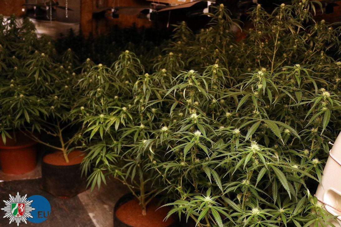 236 Cannabis-Planzen wurden in einer Indoor-Plantage in der Gemeinde Blankenheim sichergestellt. Foto: Polizei
