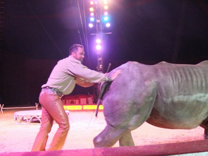 Impressionen von der Vorstellung und der Demo vor dem Zirkuszelt. Fotos: Alisha-Naima Fischer