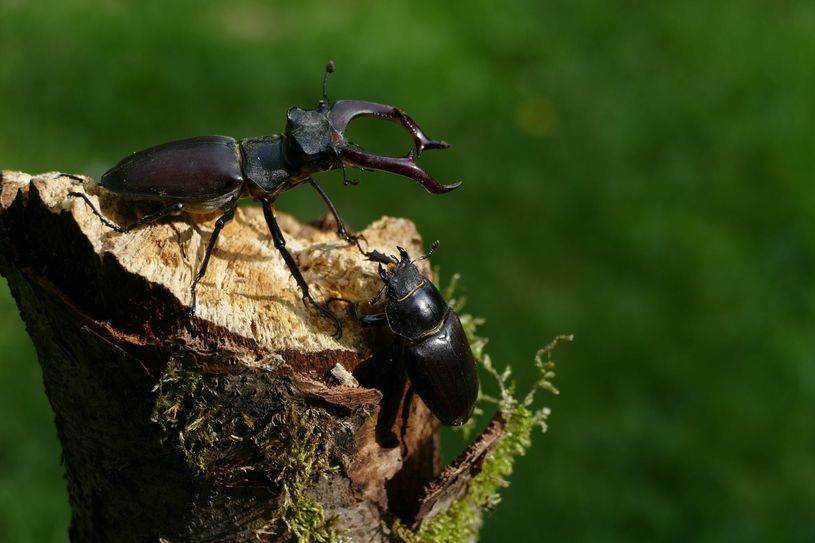 Die Hirschkäfer ernähren sich vom Saft der Bäume – vorzugsweise Eichen. Foto: Markus Rink