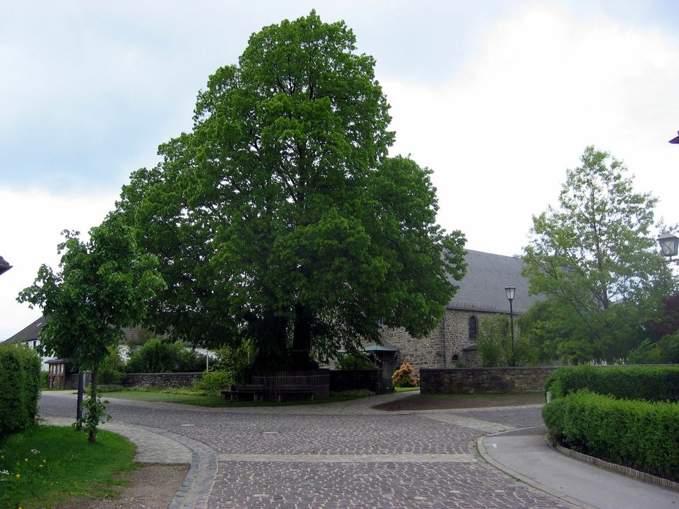Die Eicherscheider Linde zählt zu den imposantesten Naturdenkmalen in der Eifel und wird nun vom Umweltamt der Städteregion Aachen geprüft.
