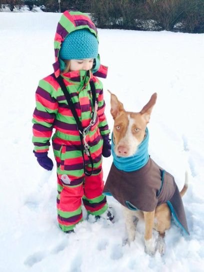 Bestens ausgestattet für kalte Tage: Bassed-Pointer-Mischling Toxa, Podenco Joko und Galgo Ashat.