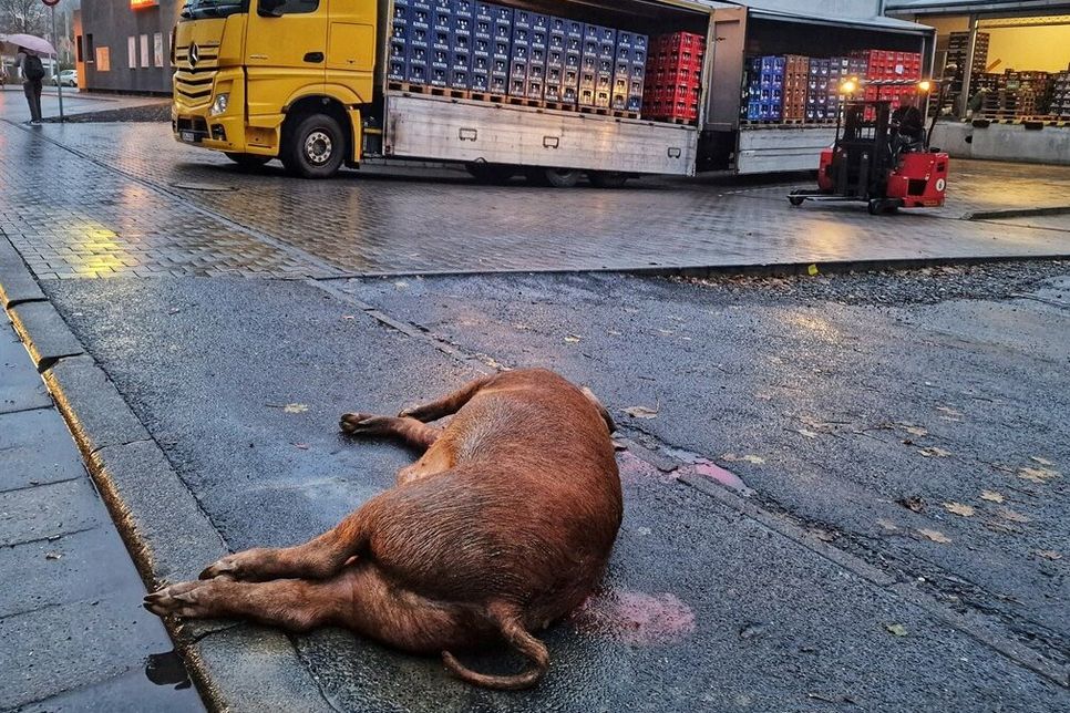 Ein randalierendes Schwein wurde in Kirn erschossen.