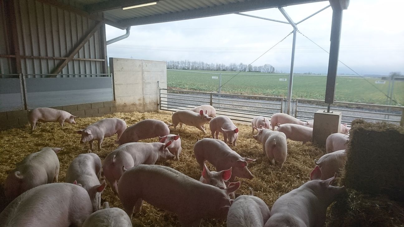 Regionalmarke EIFEL legt Wert auf  mehr Tierwohl.