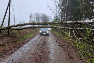 Baum stürzt in Telefonleitung.