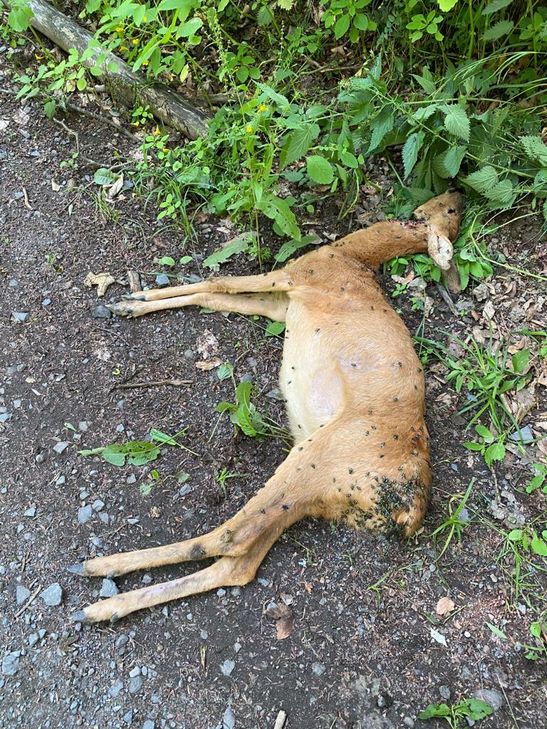 Der Jagdpächter musste am 27. Juni im Steinbachtal ein mehrfach von Hunden gebissenes, noch lebendes Reh von seinen Leiden erlösen.