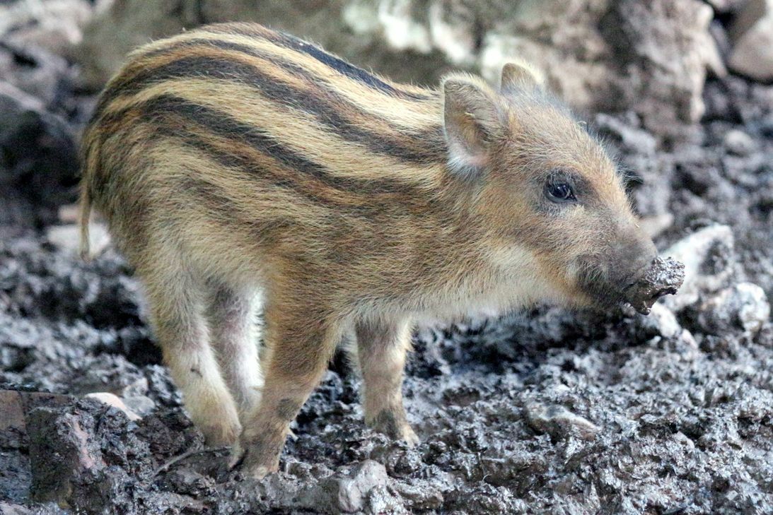 Ein Frischling wartet auf die Mütter.