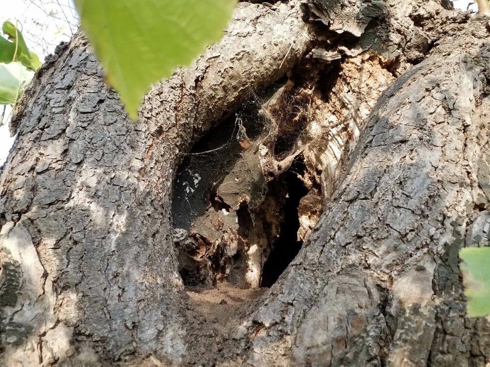 Faulstelle am Baum. Foto: Kreis Euskirchen
