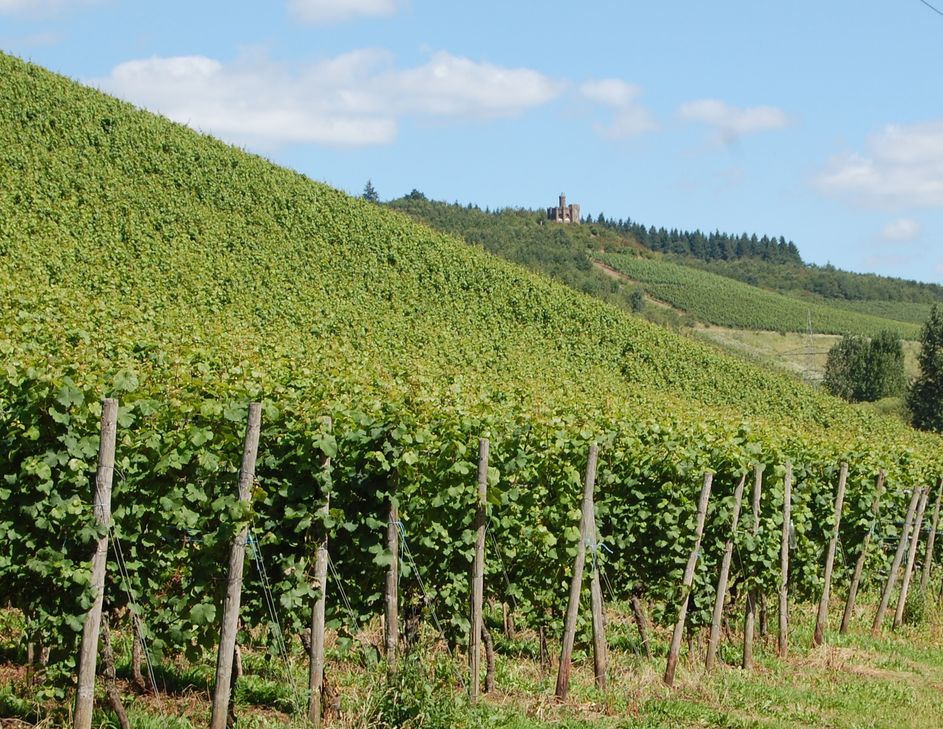 Am Wochenende vom 20. und  21. Mai finden wieder die "Tage der lebendigen Moselweinberge" statt. Foto: Symbolbild/Archiv