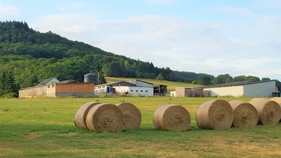 Die andauernde Trockenheit führt zu Ernteverlusten in der Landwirtschaft. Weil das Futter knapp wird, werden viele  Milchbetriebe Vieh verkaufen müssen. Foto: Sybille Schönhofen