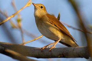 Das Äußere der Nachtigall  ist überraschend unauffällig im Vergleich zum wohlklingenden Gesang. Sie taucht sehr zerstreut in unterholzreichen Laubwäldern oder sogar in verwilderten Gärten auf.