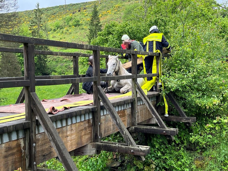 Ein Pferd, das in eine hölzerne Fußgängerbrücke im Wadrilltal bei Grimburg eingebrochen ist.