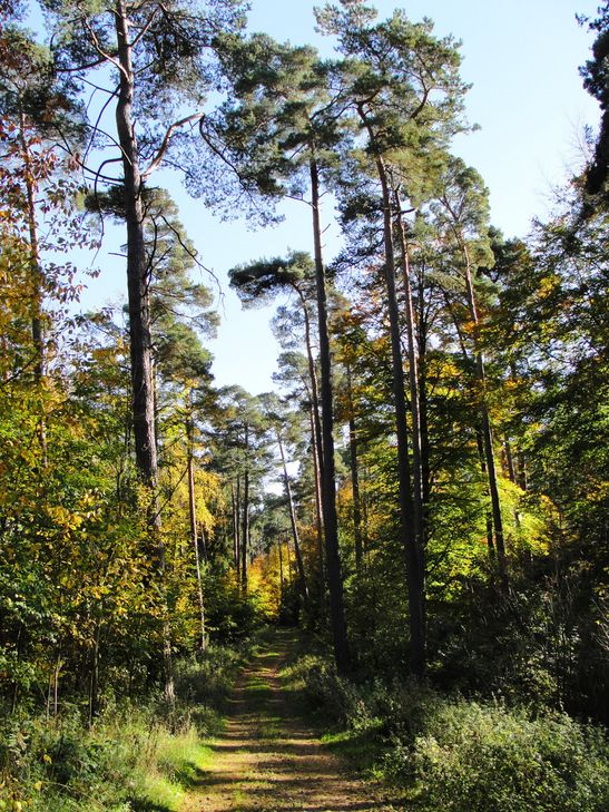 Abendsonne im Liersbachtal.