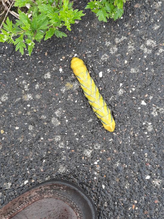 Auffällige Raupe gesichtet auf dem Radweg bei Billig! Wenn ich richtig recherchiert habe, handelt es sich um den Totenkopfschwärmer aus Nordafrika,der nun vermehrt auch hierzulande gesichtet wird.