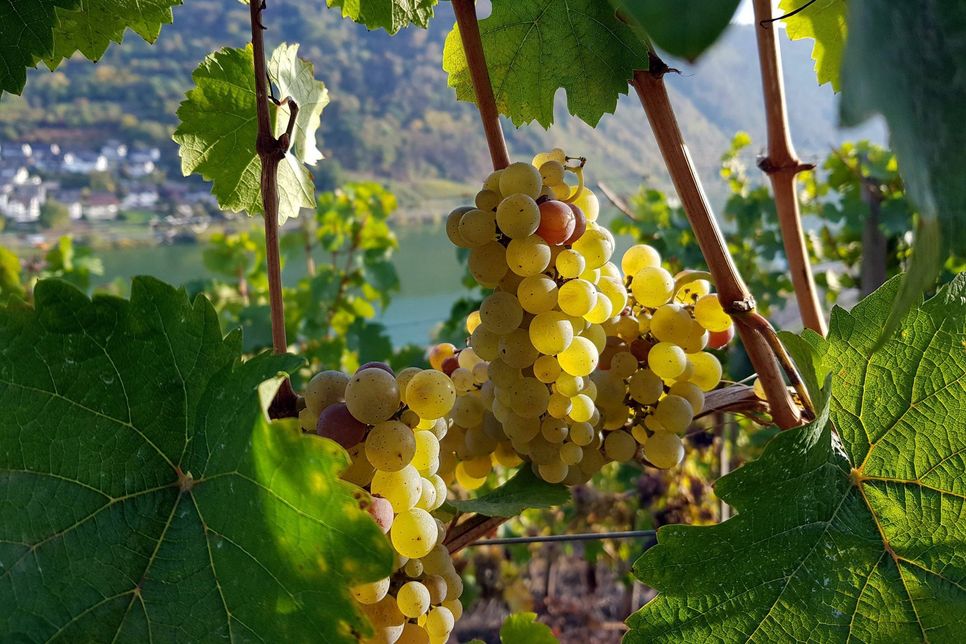 Weinjahrgang 2018: Gesunde Trauben mit wenig Säure und Mostgewichten von 70 bis 100 Grad Öchsle und mehr. Foto: Imago