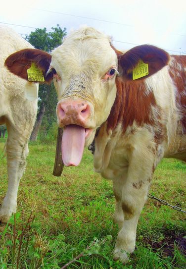 Betroffen von der Blauzungenkrankheit sind Rinder, Schafe und Ziegen. Foto: M.Grossmann/pixelio.de