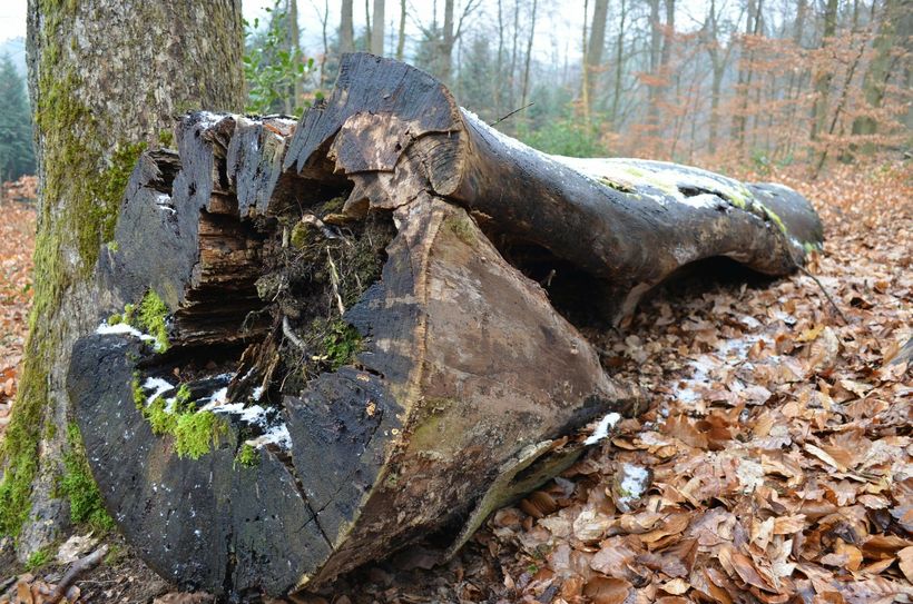 Im Meulenwald: in naturnah bewirtschafteten Wäldern, in den Altholz liegen bleiben darf, finden die wilden Katzen gute Versteckmöglichkeiten (Foto: Neumann)