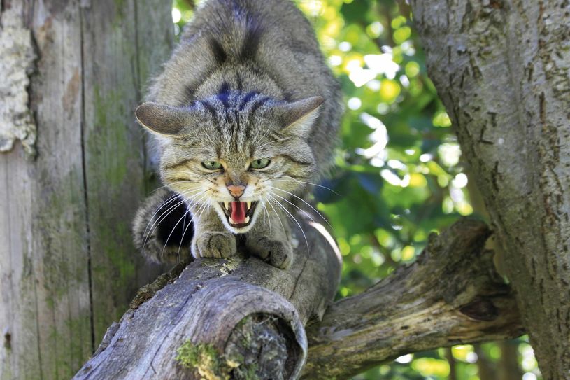 Wildkatzen sind in der Region Trier weit verbreitet (Foto: Archiv / H. Grabe)