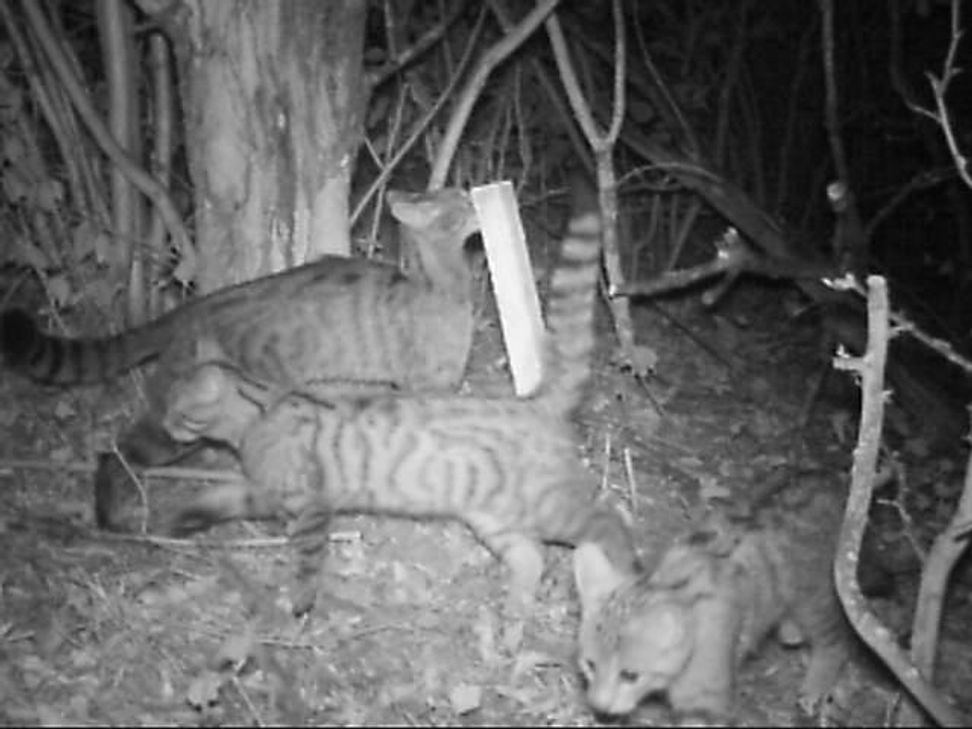 Wildkatzenfamilie bei Kasel (Foto: Klaus-Peter Kugel)