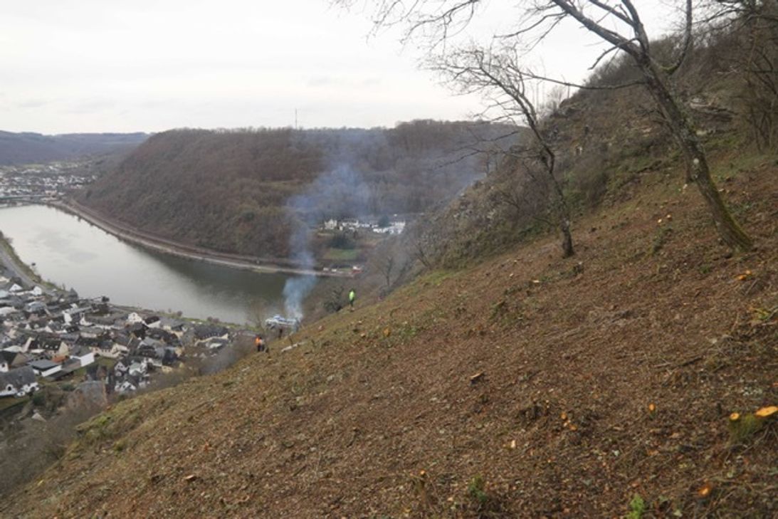 Die Entbuschung alter Weinbergshänge schafft neue Lebensräume für Tiere.