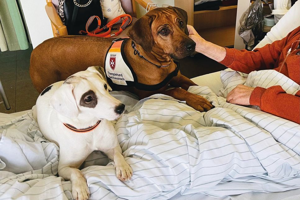 Auf besonderen Patientenwunsch kommen die Therapiehunde auch zum Kuscheln ins Bett. (Fotos: Diakonie)