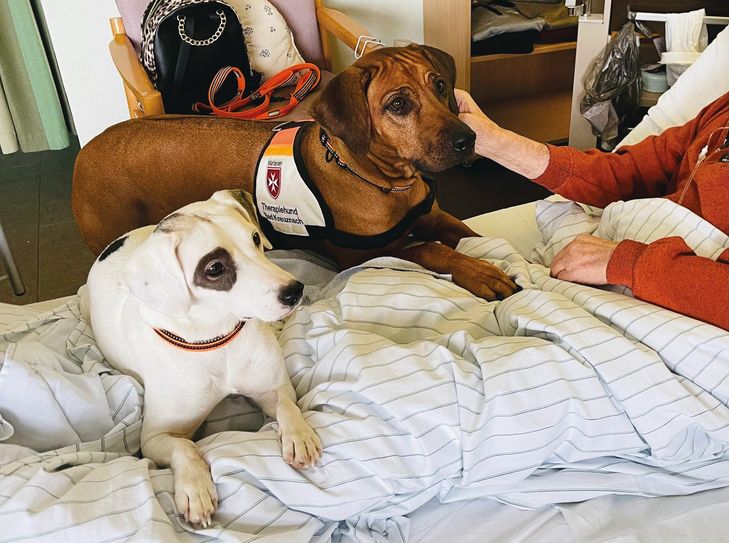 Auf besonderen Patientenwunsch kommen die Therapiehunde auch zum Kuscheln ins Bett. (Fotos: Diakonie)