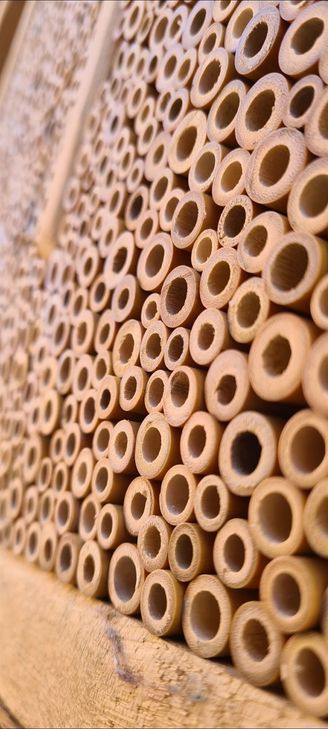 Viele kleine Bambusröhren bedeuten viele Wohnungen für die Wildbienen.