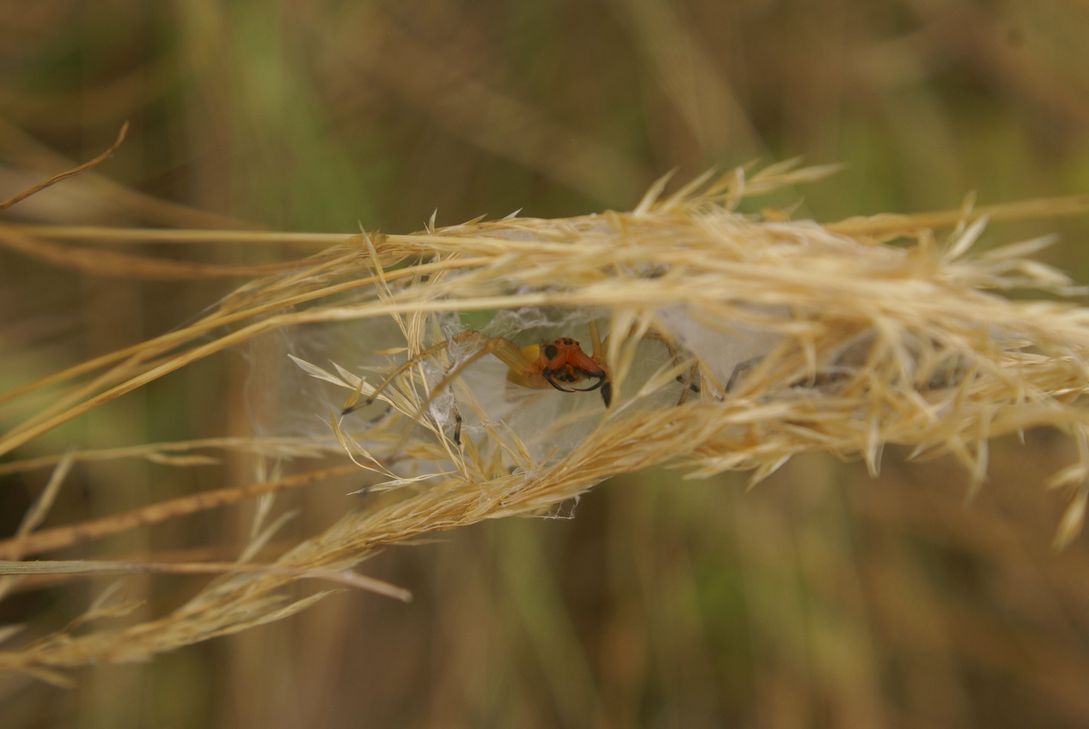 Die Ammen-Dornfinger-Spinne ist die einzige giftige Spinne Deutschlands