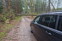 Umgestürzte Bäume auf den Straßen der Region